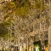 A street lined with trees decorated with numerous warm white LED lights, with buildings in the background. Voir les images du produit