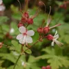 Stauden Gänge 3 x Geranium macrorrhizum 'Spessart' - weißer Produktbild-Vorschau 2