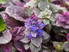 Stauden Gänge 10 x Ajuga reptans ‚Burgundy Glow' - Produktbild-Vorschau 6