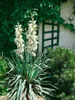 Yucca filamentosa 'Bright Edge', Palmlilie, gelb-grün, Produktbild-Vorschau 6