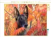 CALVENDO Puzzle Malinoishündin | 1000 Teile Lege-Größe Produktbild-Vorschau 1