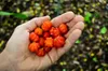 Surinamská čerešňa (Eugenia uniflora)  – 3 semená Náhľad obrázku produktu 6