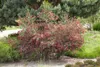 Cytisus scoparius 'Boskoop Ruby', Besenginster, rubinrot, Produktbild-Vorschau 1