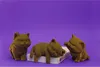 Cartonic 3D-Puzzle Kittens Trio, 3 chatons, kit 3D en Voir les images du produit 10