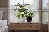 Three potted plants are displayed on a wooden nightstand next to a bed, with a window in the background. Produktbild-Vorschau