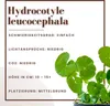Aquarium Pflanze Aquariumpflanze Hydrocotyle leucocephala Produktbild-Vorschau 2