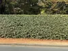 Stauden Gänge 10 x Elaeagnus ebbingei - Wintergrüne Ölweide Produktbild-Vorschau 3