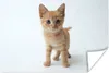 MuchoWow® Poster Katze - Rot - Kätzchen - Mädchen - Kinder Produktbild-Vorschau 2