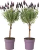 Two potted lavender plants with purple flowers and green foliage, set against a white background. Podgląd zdjęcia produktu