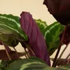 Bloomique - Calathea Medallion - Roślina pawia - Rośliny Podgląd zdjęcia produktu 7