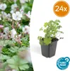 Geranium cantabrigiense 'Biokovo' - 24 rostlin - ↕10-25cm - Náhled obrázku produktu 3