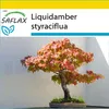 SAFLAX Kultivační sada - Americká Sweetgum - Liquidamber Náhled obrázku produktu 5