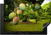 KitchenYeah© Herdabdeckplatte Mango - Obstbaum - Grün , Produktbild-Vorschau 1