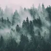 Mist Forest tapety pro obývací pokoj ložnice 368x254cm Náhled obrázku produktu 6