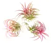 Gardnerova Tillandsia ionantha červená Náhľad obrázku produktu 3