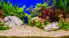 Ghiaia acquario quarzo ambra 2 kg, granulometria 2-3 mm, Anteprima dell’immagine prodotto 3