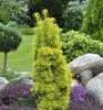 Säulen-Eibe ´DAVID´ 20-30 cm, Cont. 2,5 l Produktbild-Vorschau 1