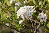 Viburnum burkwoodii, Duft-Schneeball, immergrün, 60–80 cm Produktbild-Vorschau 9