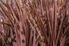 Sada 3 cordylin – Cordyline australis 'Lime Passion'®, Náhled obrázku produktu 3
