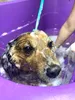 Hunde-Einkaufsset BASIC 3 Produkte | Shampoo + Zahnpasta + Produktbild-Vorschau 6