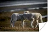 MuchoWow® Poster Schaf - Lamm - Gras 120x80 cm - Bilder Produktbild-Vorschau 1