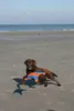 Chuckit FLYING SQUIRREL taglia M Anteprima dell’immagine prodotto 5