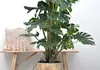 Monstera Deliciosa – pyszna monstera – roślina doniczkowa Podgląd zdjęcia produktu 2