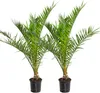 Bloomique - Zestaw 2 sztuk - Phoenix Canariensis - Palma Podgląd zdjęcia produktu 1