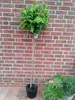 Liquidambar styraciflua Gumball, Amberbaum, Höhe:170-180 Produktbild-Vorschau 2