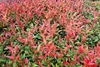 Stauden Gänge 10 x Photinia fraseri 'Little Red Robin' - Produktbild-Vorschau 2