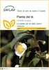SAFLAX  - Pianta del tè - 6 semi - Camellia Anteprima dell’immagine prodotto 1