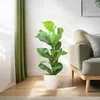 Ficus Lyrata – Figuier lyre – Plante d'intérieur ↕80 cm – Voir les images du produit 3