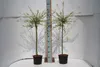 Two potted trees are shown in front of a white background with a measuring stick between them. Produktbild-Vorschau