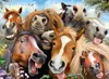 Ravensburger - Puzzle 500 Selfie in fattoria Anteprima dell’immagine prodotto 3