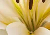 Akustikbild Blumen 200x100 cm Bilder Akustikschaum Produktbild-Vorschau 2
