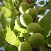 A close-up view of several unripe green plums growing on a tree branch, surrounded by green leaves. Produktbild-Vorschau