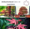 Außergewöhnliche Bonsai Samen mit hoher Keimrate - Pflanzen Produktbild-Vorschau 3