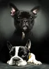 A collage of two French Bulldogs, one black and one black and white, against a dark background. Náhled obrázku produktu