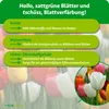 Purgrün -Tulpendünger 1 kg, Produktbild-Vorschau 3