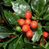 2 x Aucube du Japon - Aucuba japonica 'Rozannie' | 30-35 cm Voir les images du produit 2