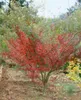 Acer palmatum 'Seiryu', Japanischer Ahorn, filigran, 60–80 Produktbild-Vorschau 7