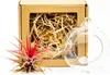 Gardners Aerárium s Tillandsií Ionantha red v dárkovém Náhled obrázku produktu 1