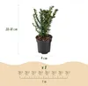 Green boutiQ - 16x Taxus baccata - Eibe - Heckenpflanzen - Produktbild-Vorschau 3