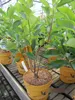 Amelanchier alnifolia Saskatoon Berry ® - Felsenbirne Produktbild-Vorschau 2