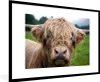 MuchoWow® MuchoWow® Gerahmtes Poster Schottische Produktbild-Vorschau 1