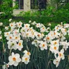 Narcisse - Set de 30 - Narcissus 'Recurvus' - Bulbes à Voir les images du produit 5