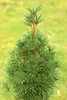 A close-up of a small, conical evergreen tree with green needles. Náhled obrázku produktu