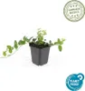 Sempreverde a foglie piccole di colore bianco Vinca minor Anteprima dell’immagine prodotto 5