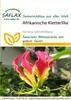 SAFLAX - Africká popínavá ľalia - Gloriosa rothschildiana - Náhľad obrázku produktu 10