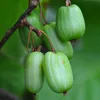 KIWI Dr.Szymanowski - Samosprašný 2L Náhled obrázku produktu 2